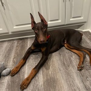 Meet your Posher, Ian